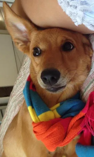 Cachorro raça Vira Lata idade 1 ano nome Luna