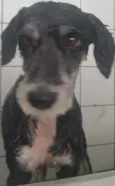 menina