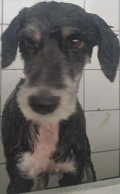 Cachorro ra a schnauzer mix entre poodle idade  nome menina