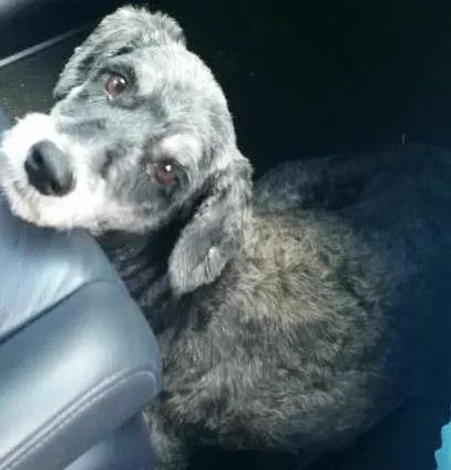 Cachorro ra a mix de schnauzer ou poodle idade  nome menina