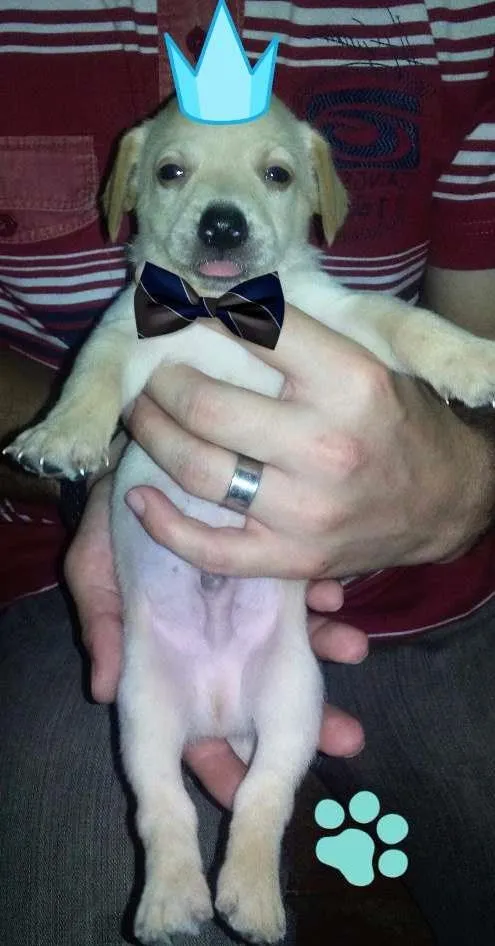 Cachorro ra a SRD idade Abaixo de 2 meses nome Filhotes 