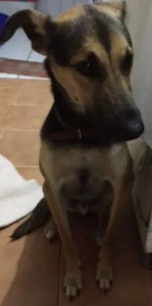 Cachorro raça SRD idade 1 ano nome Tommy