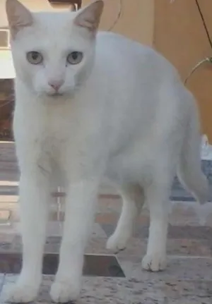 Gato raça SRD idade 7 a 11 meses nome Branco de Neve