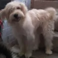 safira