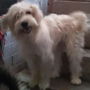 Cachorro raça rnd idade 3 anos nome safira