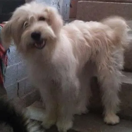 Cachorro ra a rnd idade 3 anos nome safira