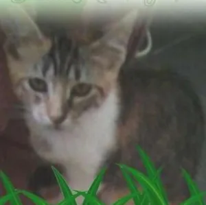 Gato raça SRD idade 2 a 6 meses nome Pedrita