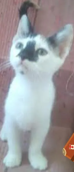 Gato ra a SRD idade Abaixo de 2 meses nome Catarina