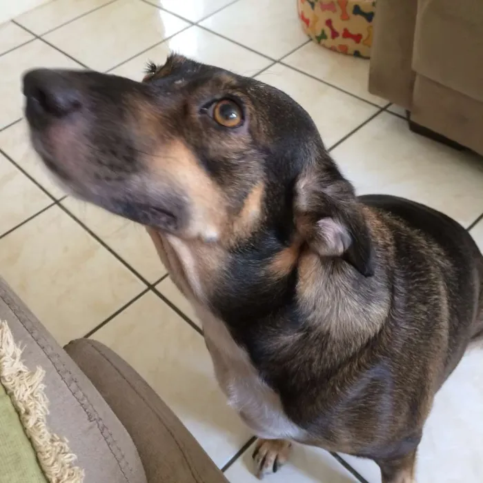 Cachorro raça SRD idade 2 anos nome Suzy