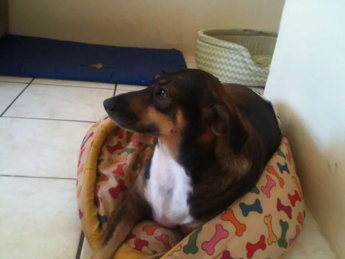 Cachorro raça SRD idade 2 anos nome Suzy