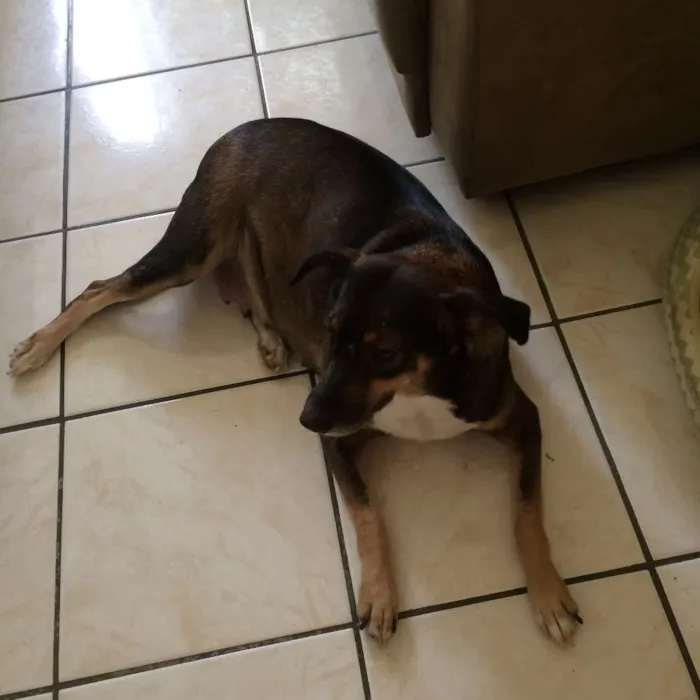 Cachorro raça SRD idade 2 anos nome Suzy