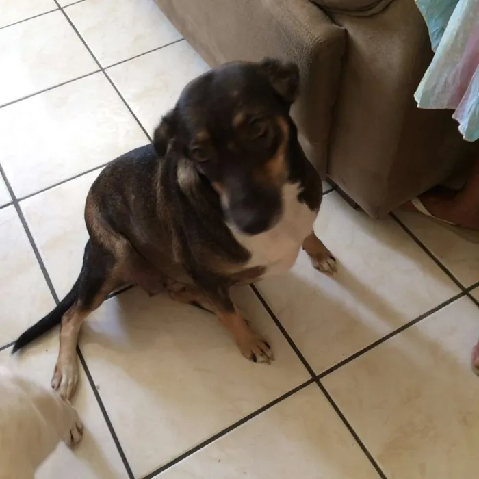 Cachorro raça SRD idade 2 anos nome Suzy