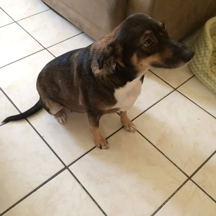 Cachorro raça SRD idade 2 anos nome Suzy