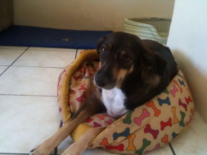 Cachorro raça SRD idade 2 anos nome Suzy