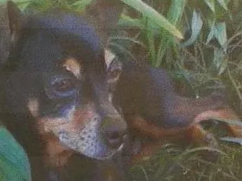 Cachorro ra a Pinscher idade 6 ou mais anos nome Julie GRATIFICA