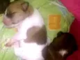 lindos filhotes