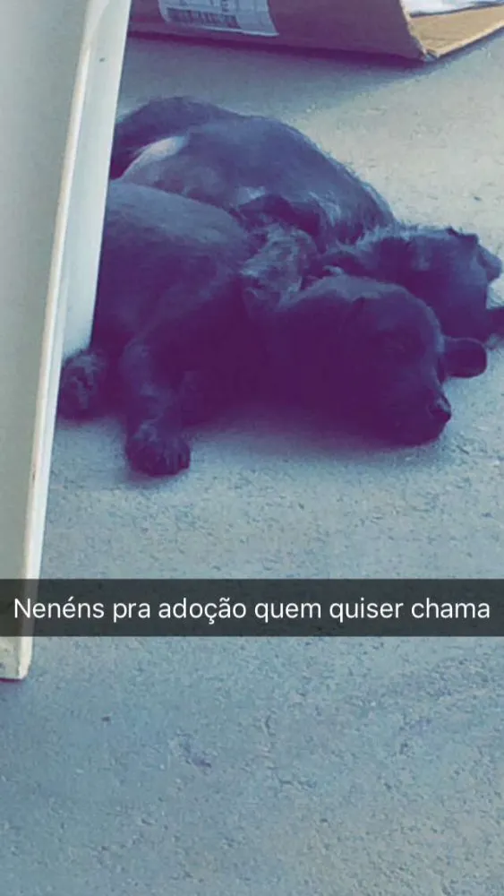 Cachorro ra a Vira lata  idade Abaixo de 2 meses nome Sem nome