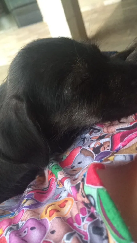 Cachorro ra a Vira lata  idade Abaixo de 2 meses nome Sem nome