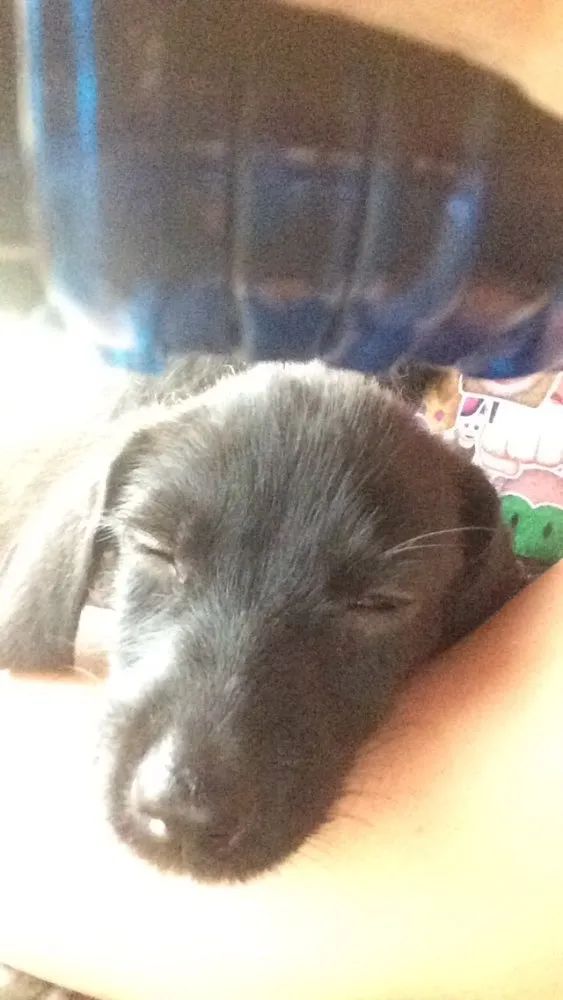 Cachorro ra a Vira lata  idade Abaixo de 2 meses nome Sem nome