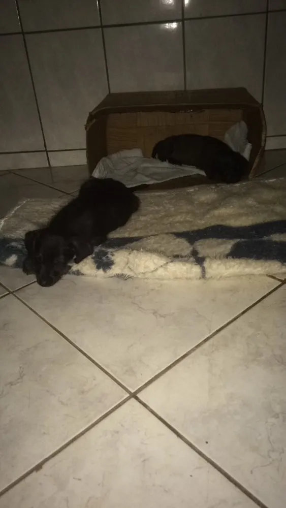 Cachorro ra a Vira lata  idade Abaixo de 2 meses nome Sem nome