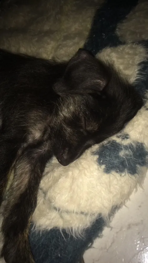 Cachorro ra a Vira lata  idade Abaixo de 2 meses nome Sem nome