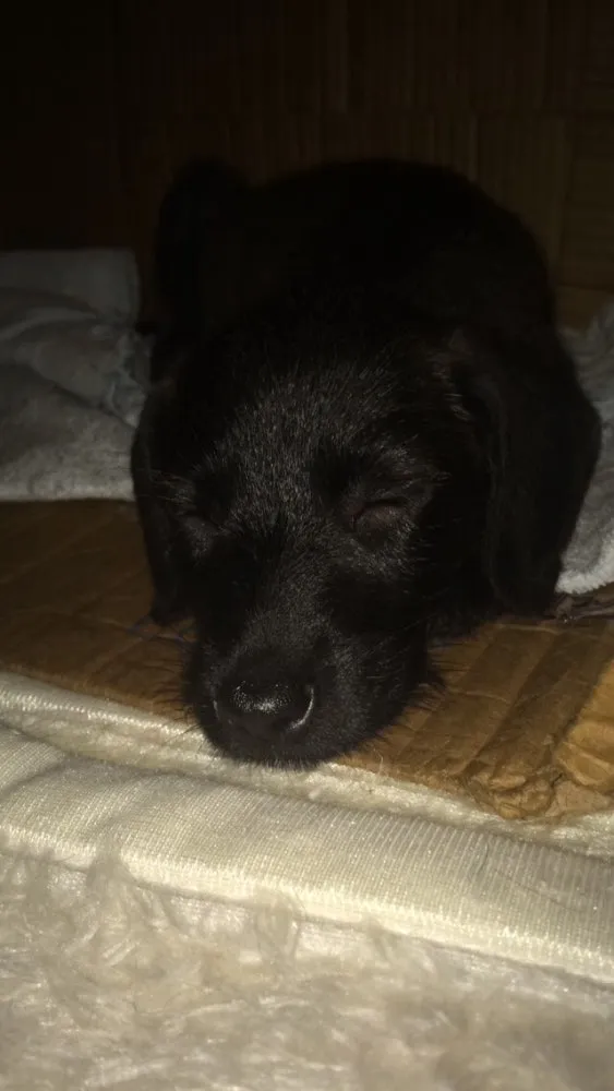 Cachorro ra a Vira lata  idade Abaixo de 2 meses nome Sem nome