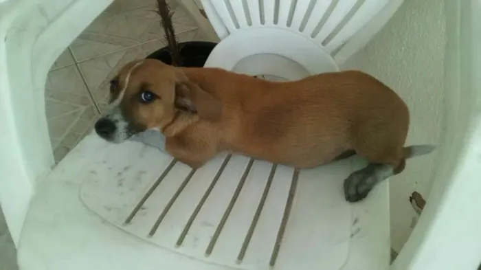 Cachorro ra a SRD idade 2 a 6 meses nome sem nome