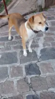Gordo