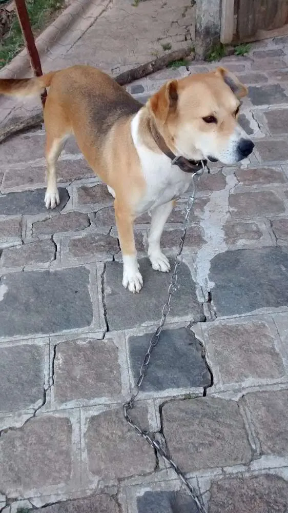 Cachorro ra a Srd idade 2 anos nome Gordo