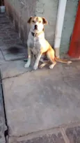 Gordo