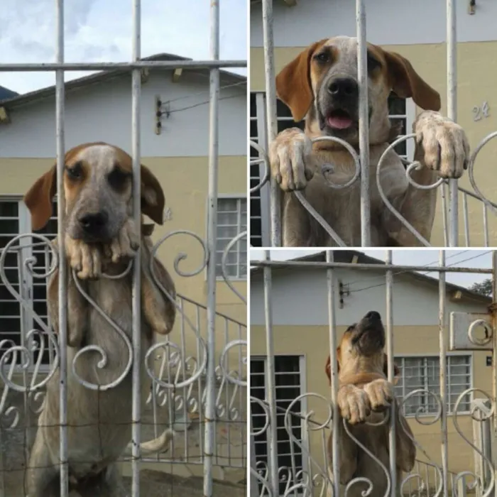 Cachorro ra a Indefinida idade 2 a 6 meses nome Kira