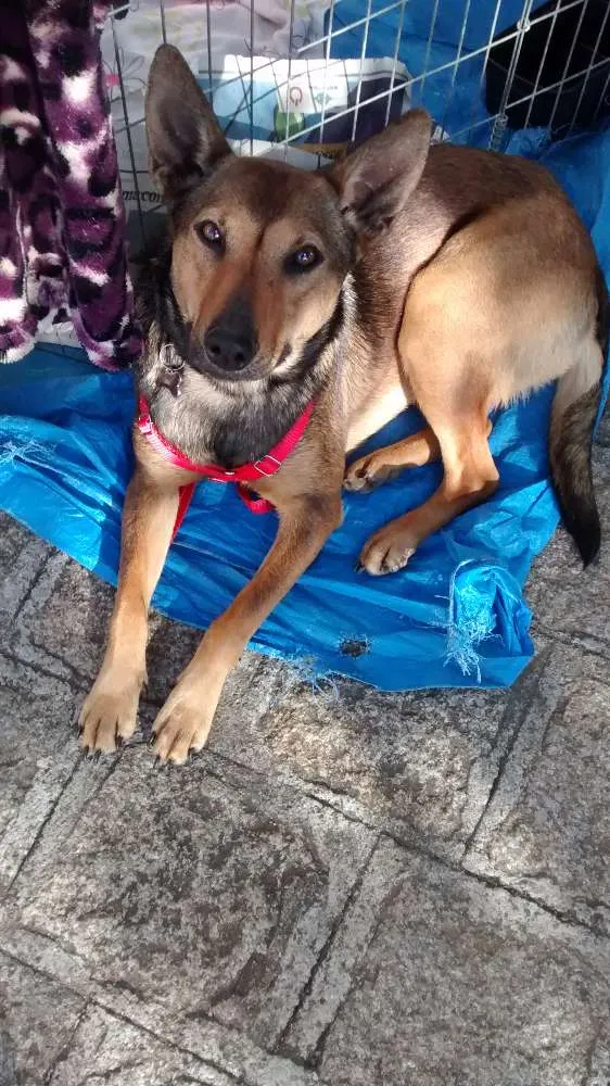 Cachorro ra a Srd idade 1 ano nome Luna e jade