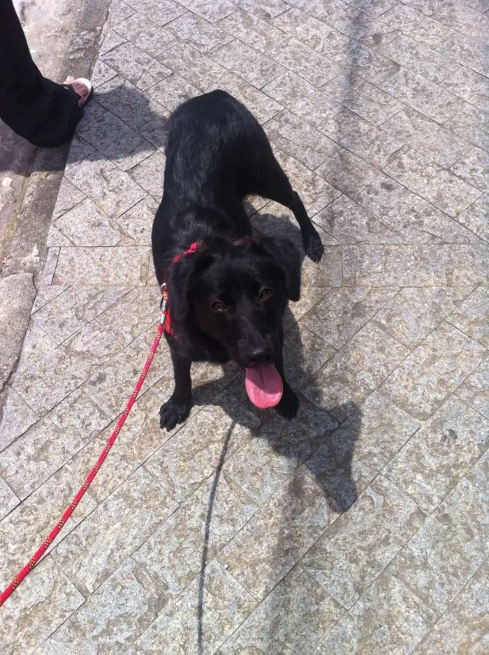 Cachorro ra a SRD idade 7 a 11 meses nome Vênus
