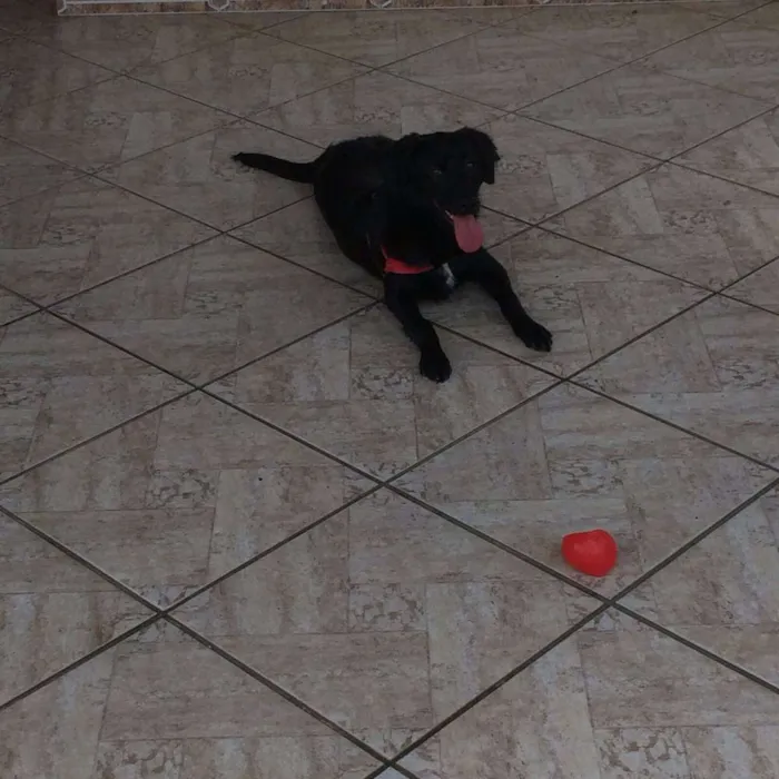 Cachorro ra a SRD idade 7 a 11 meses nome Vênus