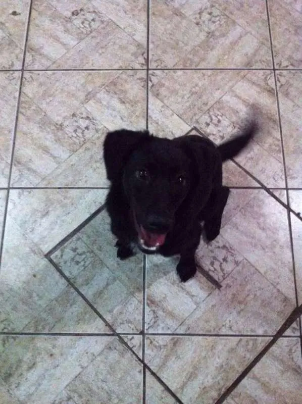 Cachorro ra a SRD idade 7 a 11 meses nome Vênus