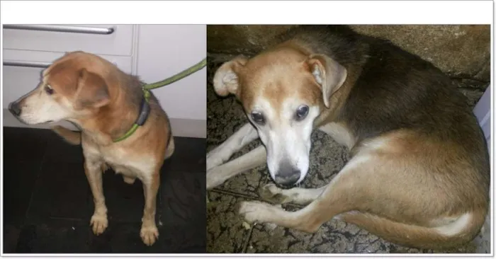 Cachorro ra a SRD idade 6 ou mais anos nome Benji