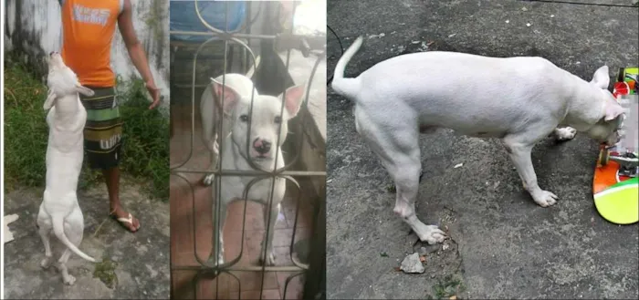 Cachorro raça Pit-Bull idade 2 anos nome Hassan