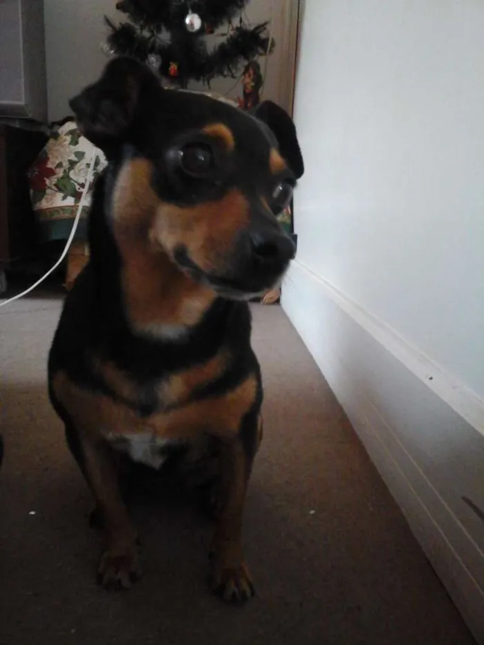 Cachorro ra a SRD idade 7 a 11 meses nome Jujuba