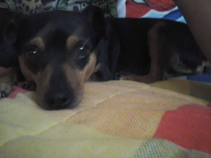Cachorro ra a SRD idade 7 a 11 meses nome Jujuba