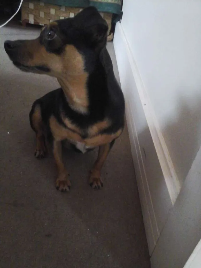 Cachorro ra a SRD idade 7 a 11 meses nome Jujuba
