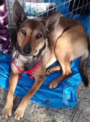 Cachorro raça Srd idade 1 ano nome Luna e jade