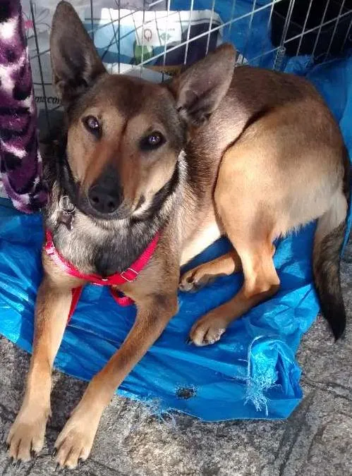 Cachorro ra a Srd idade 1 ano nome Luna e jade