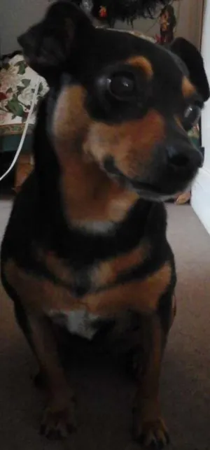 Cachorro raça SRD idade 7 a 11 meses nome Jujuba