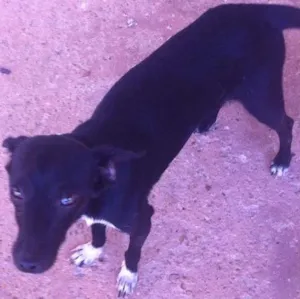 Cachorro raça SRD idade 2 anos nome Pretinho