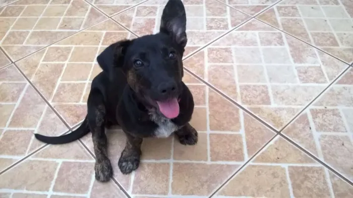 Cachorro ra a srd idade 7 a 11 meses nome Sushi