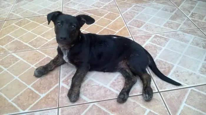 Cachorro ra a srd idade 7 a 11 meses nome Sushi