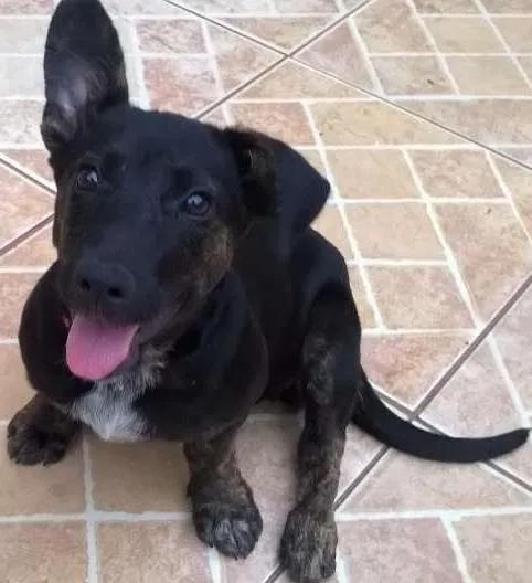 Cachorro ra a srd idade 7 a 11 meses nome Sushi