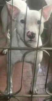 Cachorro raça Pit-Bull idade 2 anos nome Hassan