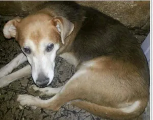 Cachorro raça SRD idade 6 ou mais anos nome Benji