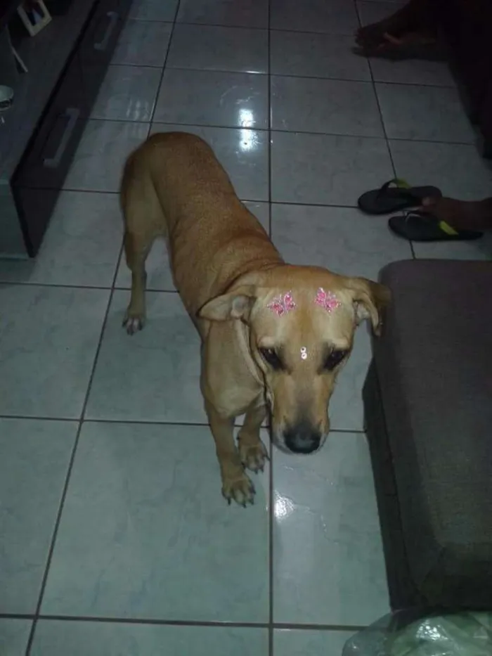 Cachorro ra a Fila idade 2 anos nome Mel
